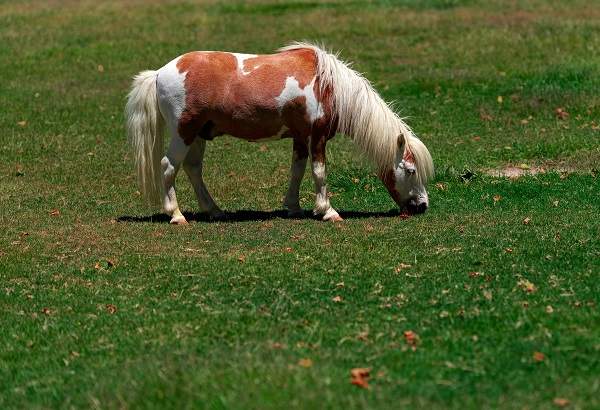 mini horse grazing