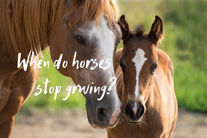 When Do Horses Stop Growing: A Complete Guide