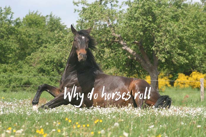 Why Do Horses Roll On The Ground – The Most Common Reasons
