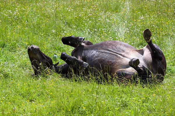 why do horses roll