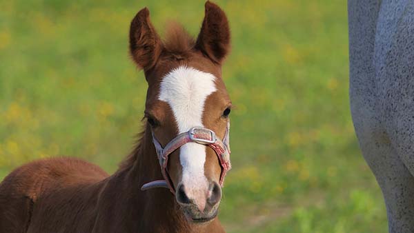 When Do Horses Stop Growing