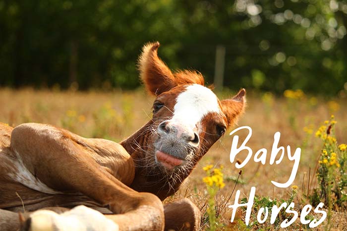 baby horse