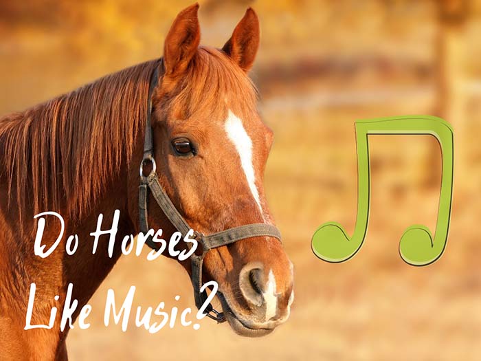 Do Horses Like Music? Here’s What We Know so Far