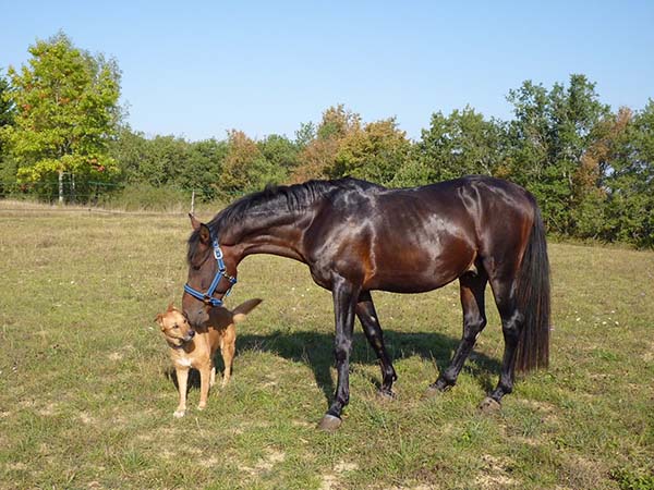 dog and horse