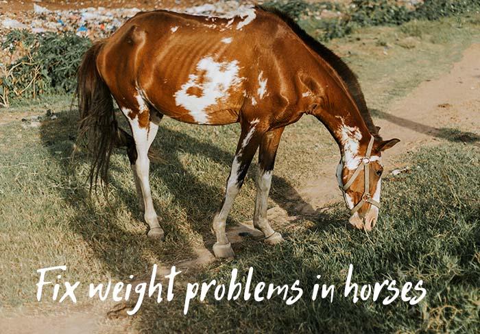 horse not gaining weight