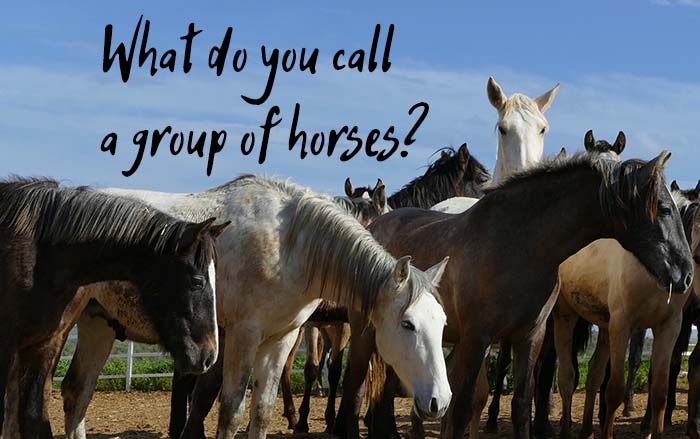 What Do You Call a Group of Horses?