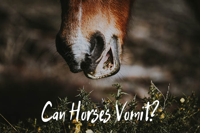 can horses vomit
