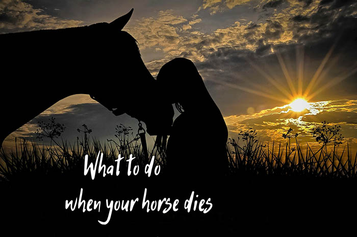 What Is Done With a Horse After it Dies?