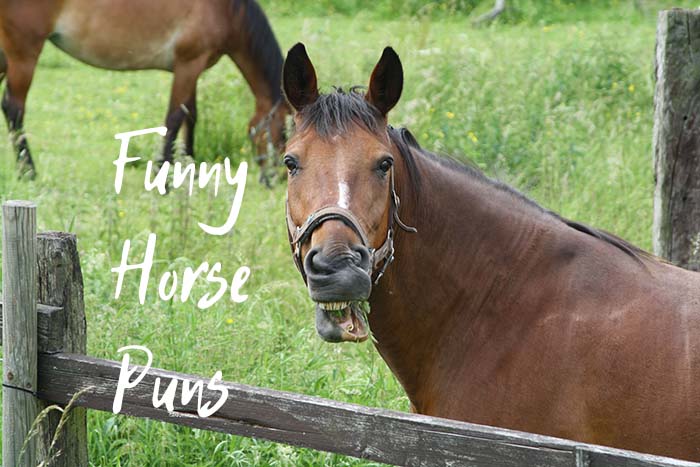 100 Funny Horse Puns That Will Brighten Your Day