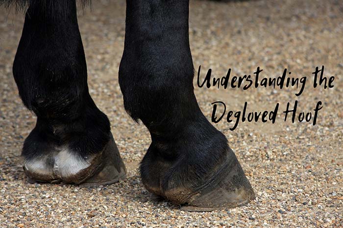 Understanding a Degloved Hoof – A Very Serious Horse Injury