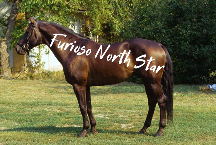 Furioso North Star Horse Breed – History and Unique Features