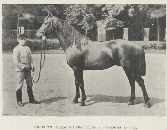 Furioso Horse