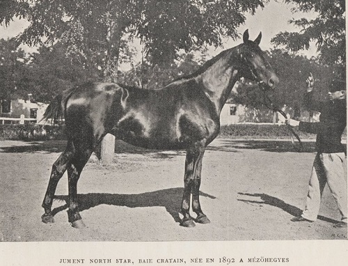 north star horse