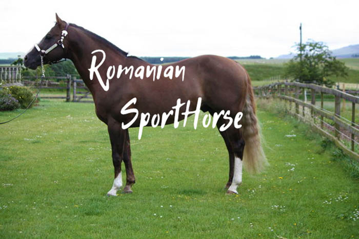 The Romanian Sporthorse – Characteristics & History