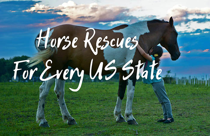 Horse Rescues & Shelters for Every US State – A Complete Guide