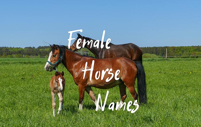 550 Female Horse Names That You’ve Never Heard Before