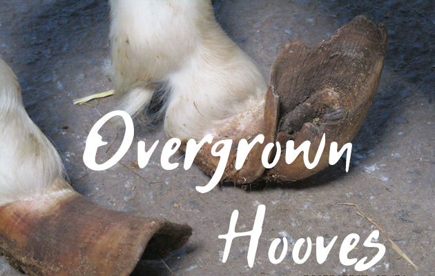 How to Handle Overgrown Hooves In Horses