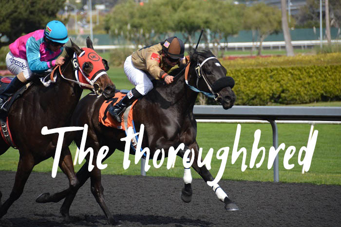 The Thoroughbred: The Pinnacle of Horse Breeding