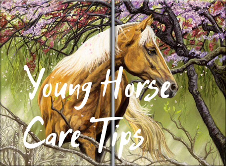 Young Horse Care Tips