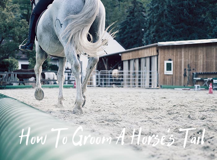 how to groom a horse's tail