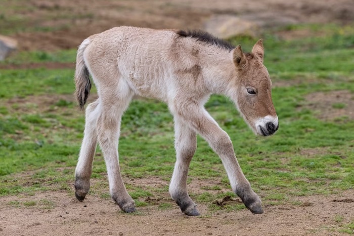 Przewalski’s horse clone foaled at San Diego Zoo using 42-year-old DNA