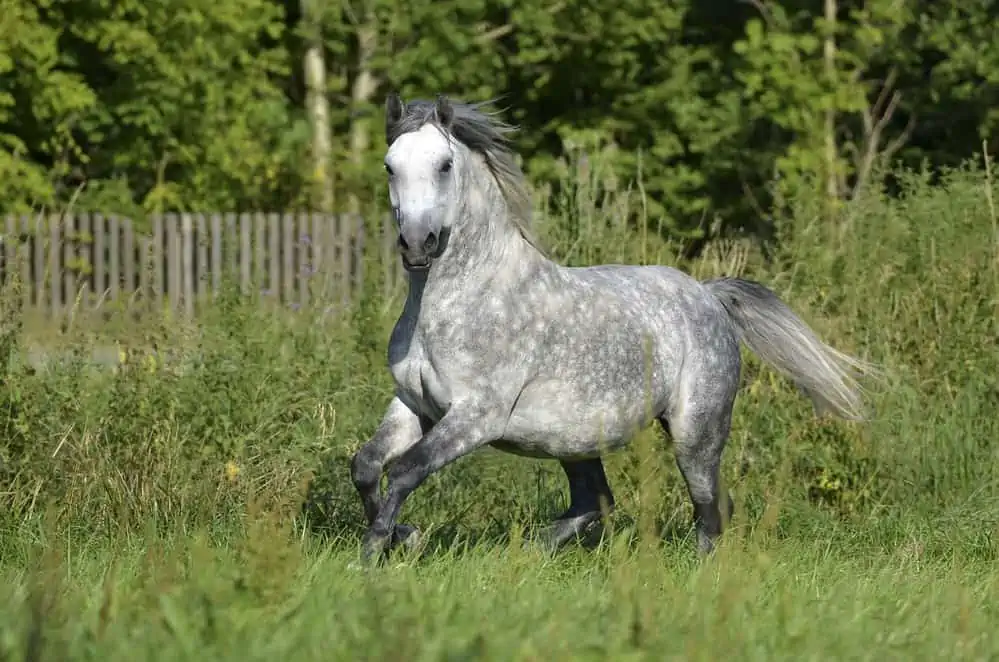 Lipizzan Horse